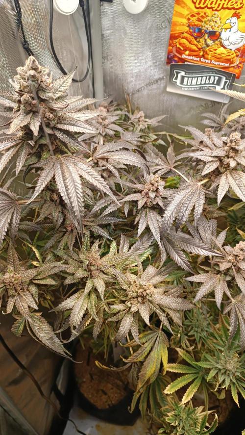 Rocko's Terp Test. Week 18