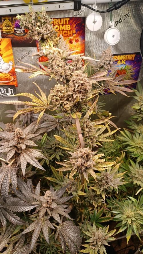 Rocko's Terp Test. Week 18
