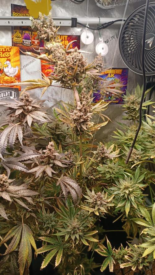 Rocko's Terp Test. Week 18
