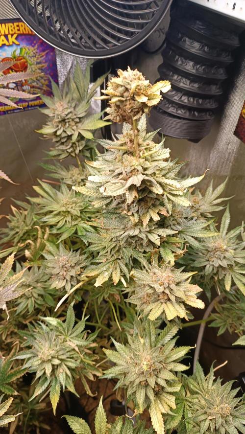 Rocko's Terp Test. Week 18
