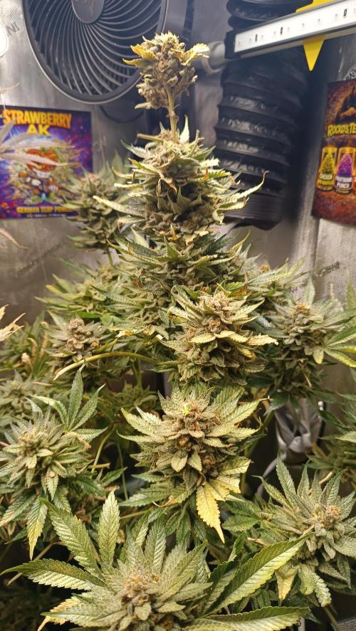 Rocko's Terp Test. Week 18