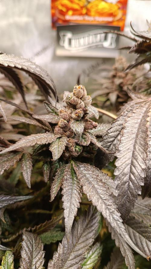 Rocko's Terp Test. Week 18 - CaW 