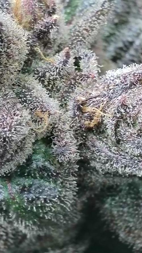 Rocko's Terp Test. Week 18 - CaW 