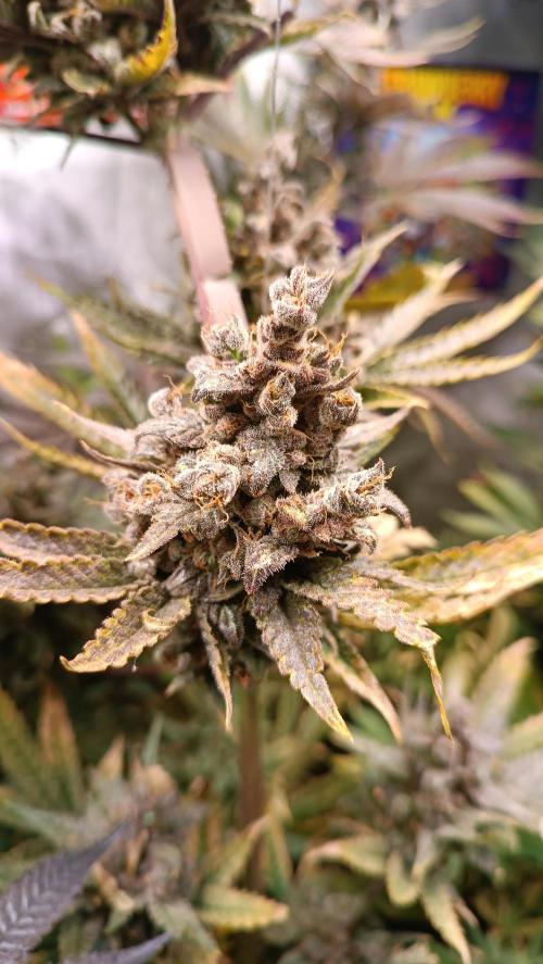 Rocko's Terp Test. Week 18 - FBP 