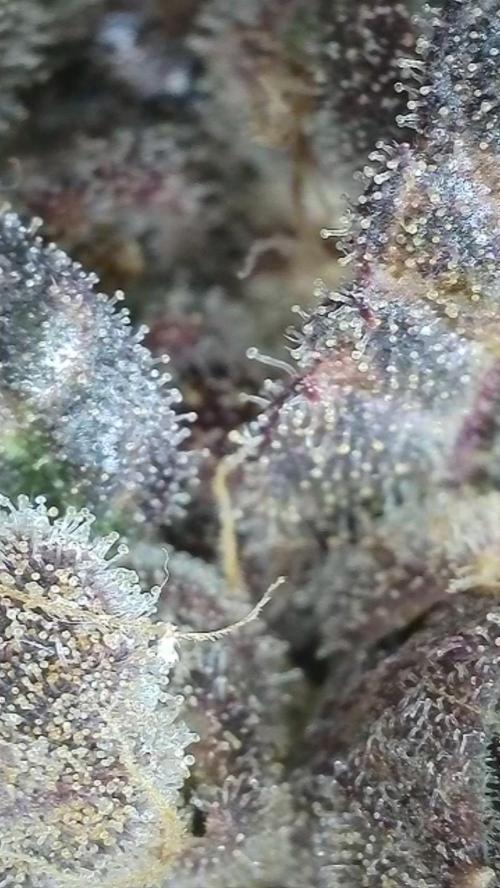Rocko's Terp Test. Week 18 - FBP 
