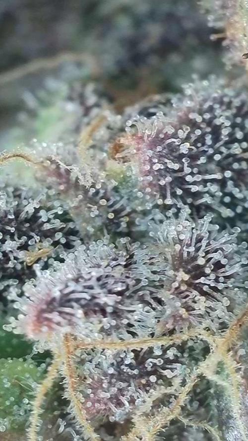 Rocko's Terp Test. Week 18 - FBP 
