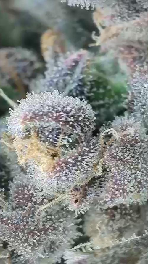 Rocko's Terp Test. Week 18 - FBP 
