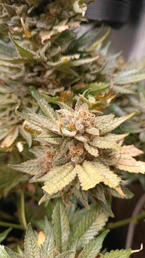 Rocko's Terp Test. Week 18 - SAK 