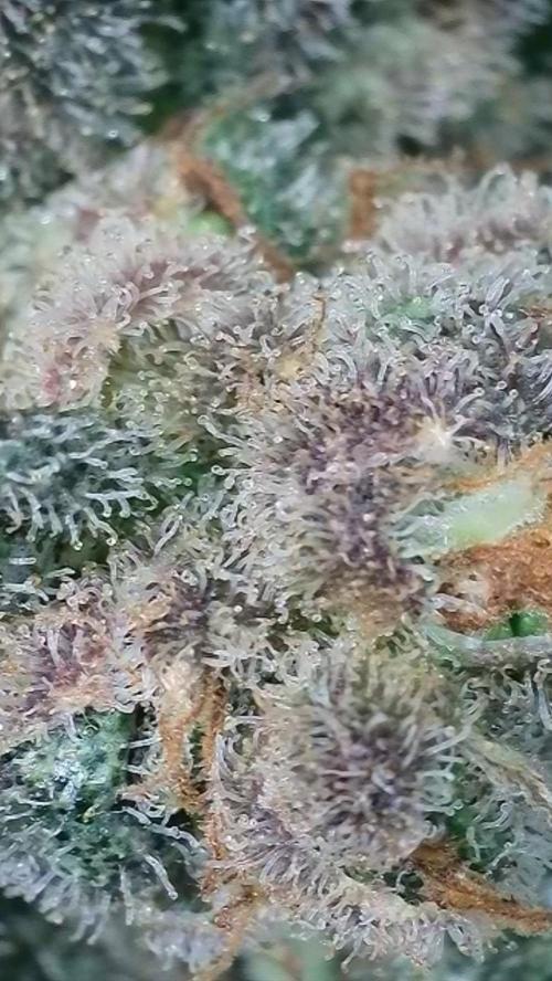 Rocko's Terp Test. Week 18 - SAK 
