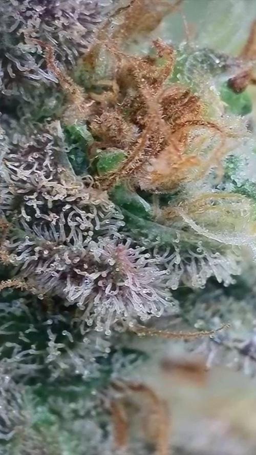 Rocko's Terp Test. Week 19