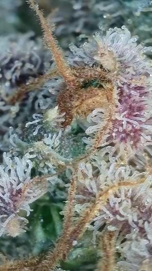 Rocko's Terp Test. Week 19
