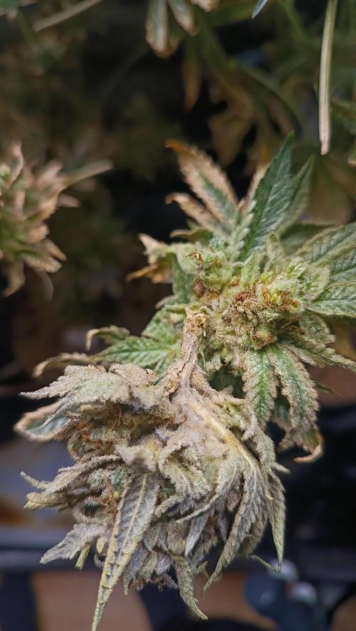 Rocko's Terp Test. Week 19