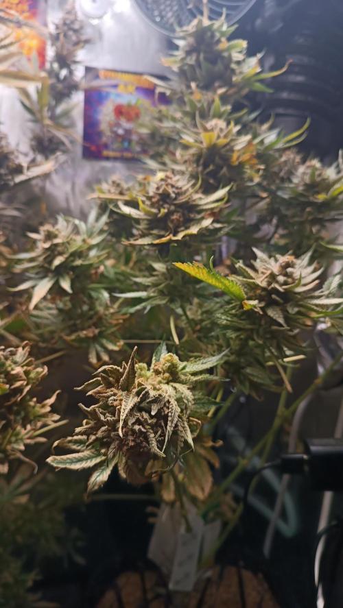 Rocko's Terp Test. Week 19