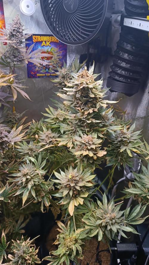 Rocko's Terp Test. Week 19