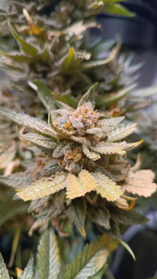 Rocko's Terp Test. Week 19