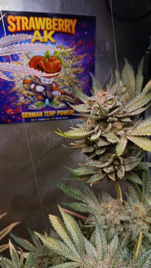 Rocko's Terp Test. Week 19