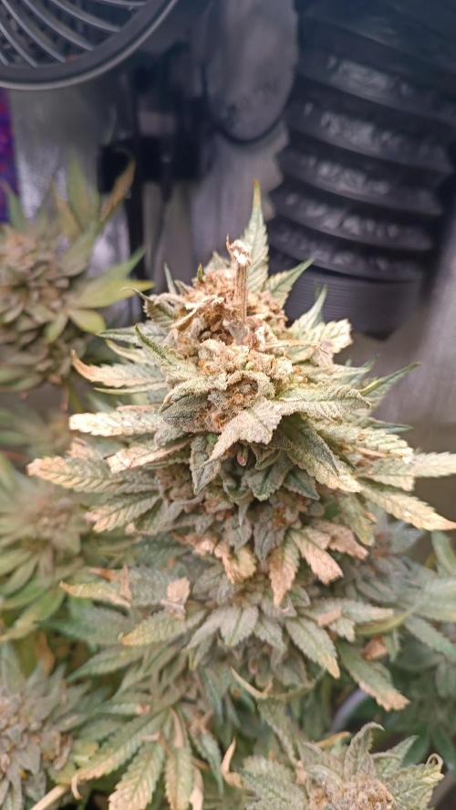 Rocko's Terp Test. Week 19