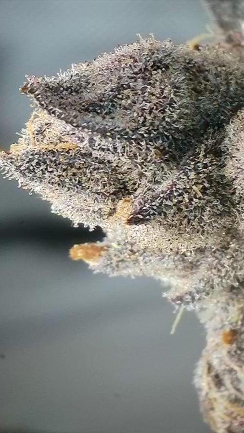 Rocko's Terp Test. Week 19