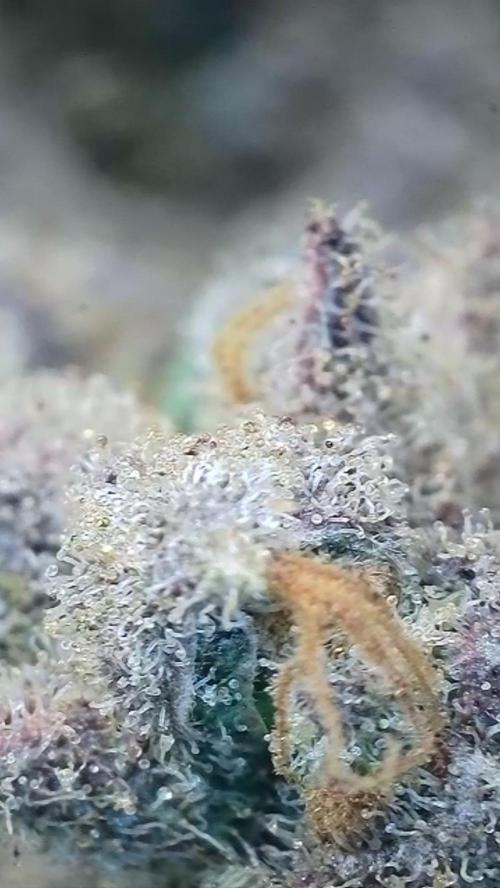 Rocko's Terp Test. Week 19