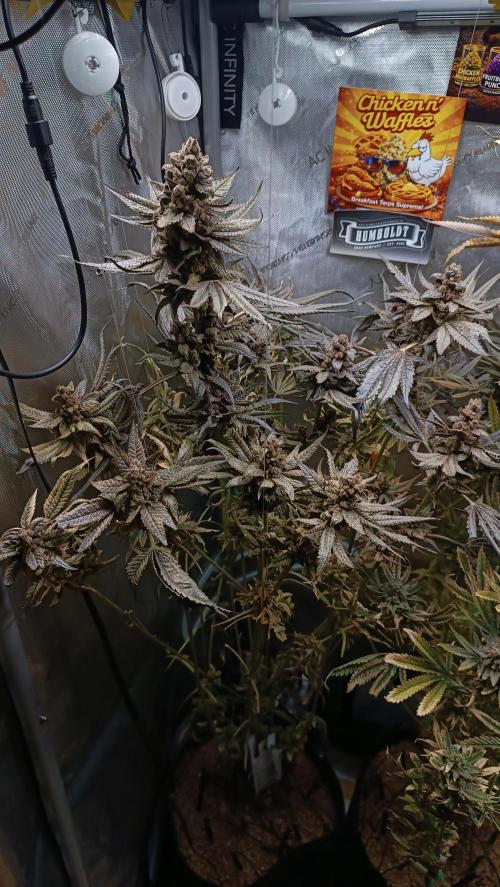 Rocko's Terp Test. Week 19 - Week 12