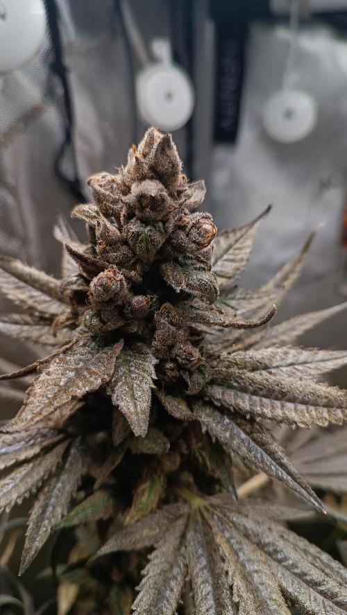 Rocko's Terp Test. Week 19 - Day 84