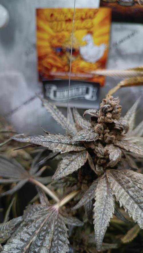 Rocko's Terp Test. Week 19