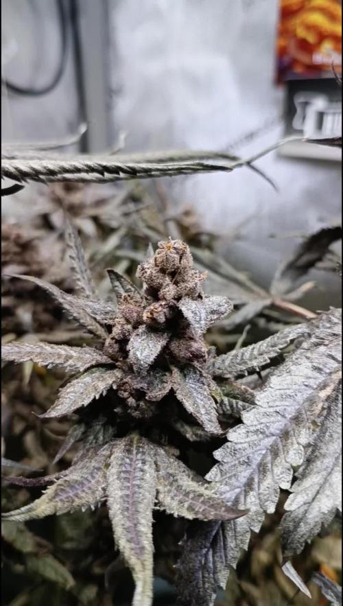 Rocko's Terp Test