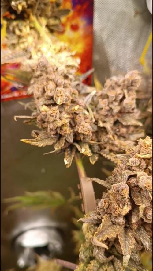 Rocko's Terp Test