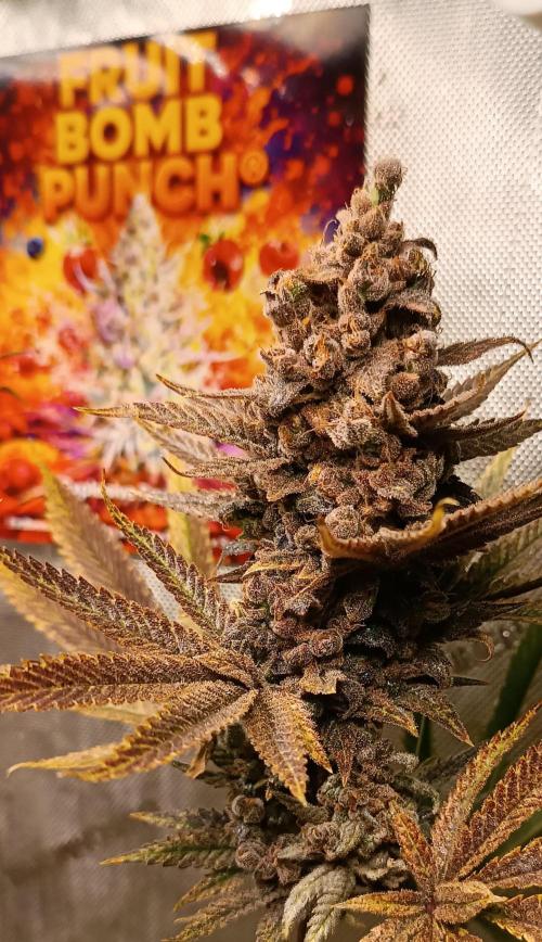 Rocko's Terp Test. Week 19