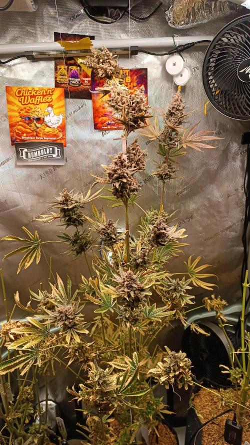 Rocko's Terp Test. Week 19