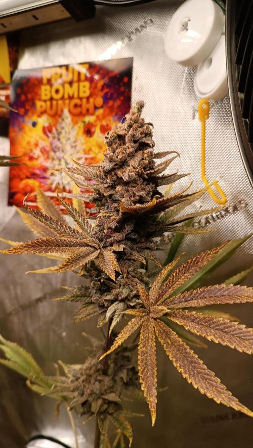 Rocko's Terp Test. Week 19