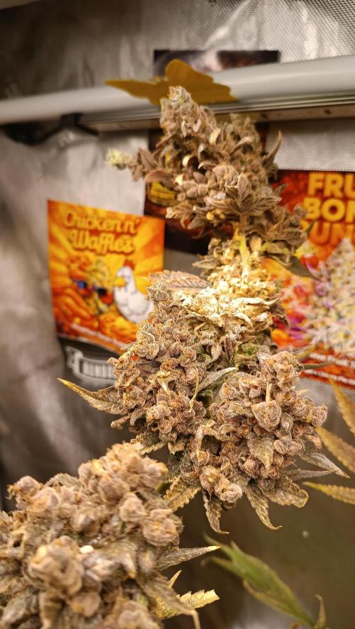 Rocko's Terp Test. Week 19