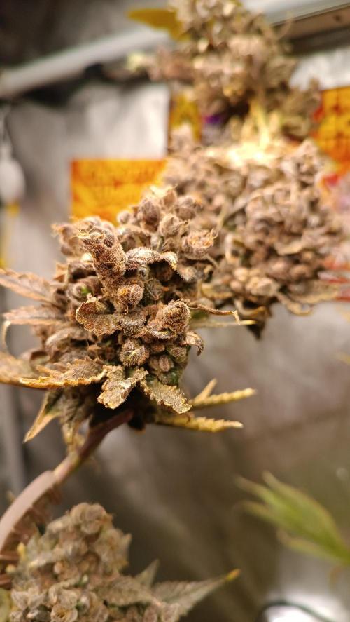 Rocko's Terp Test. Week 19