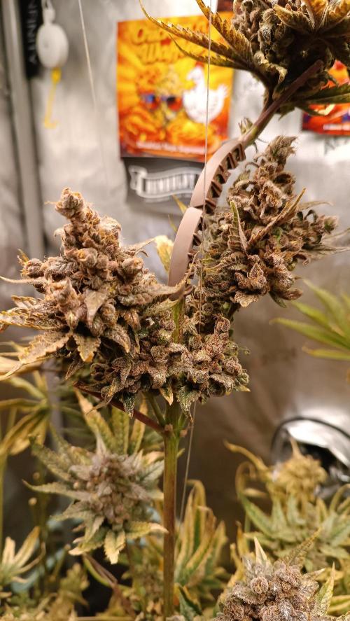 Rocko's Terp Test. Week 19