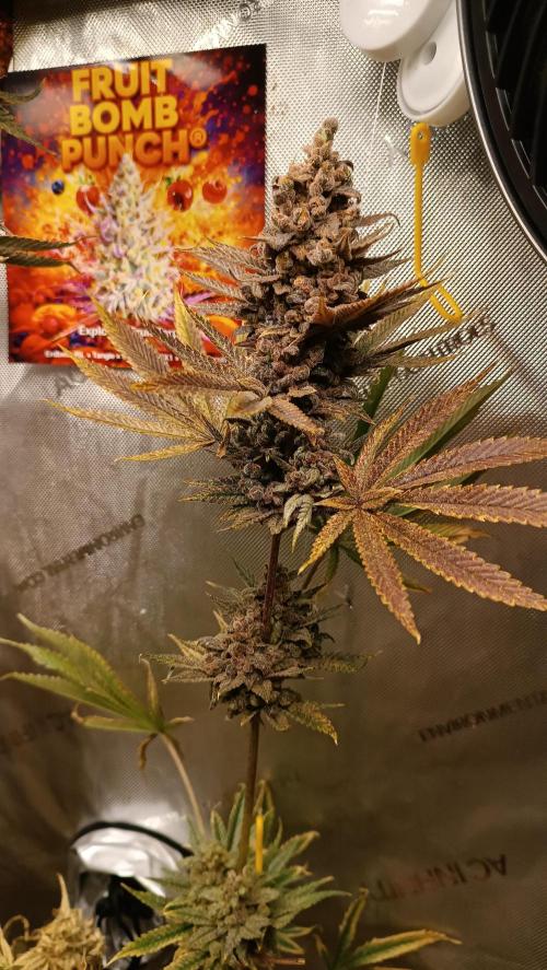 Rocko's Terp Test. Week 19