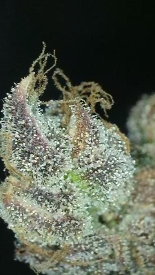 Rocko's Terp Test. Week 19