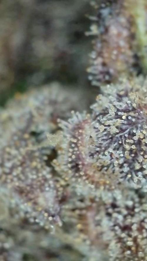 Rocko's Terp Test. Week 19