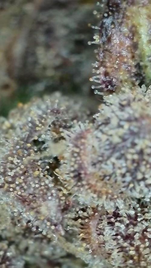 Rocko's Terp Test. Week 19