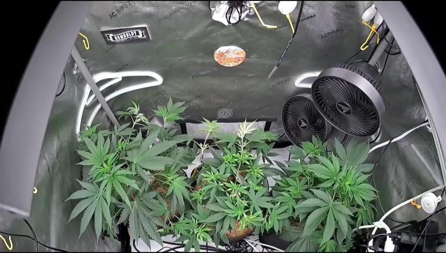 Rocko's Terp Test