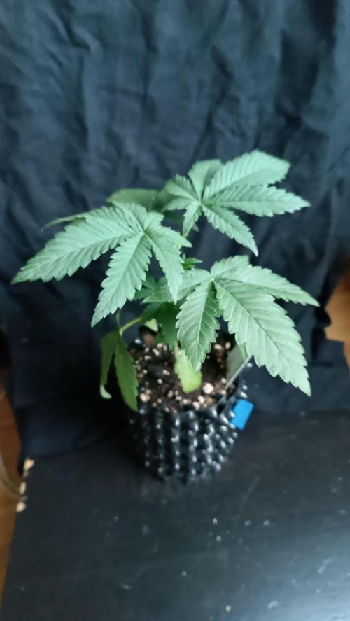 Rocko's Runtz Rumble. Week 3 - Pink Banana runtz day 21 