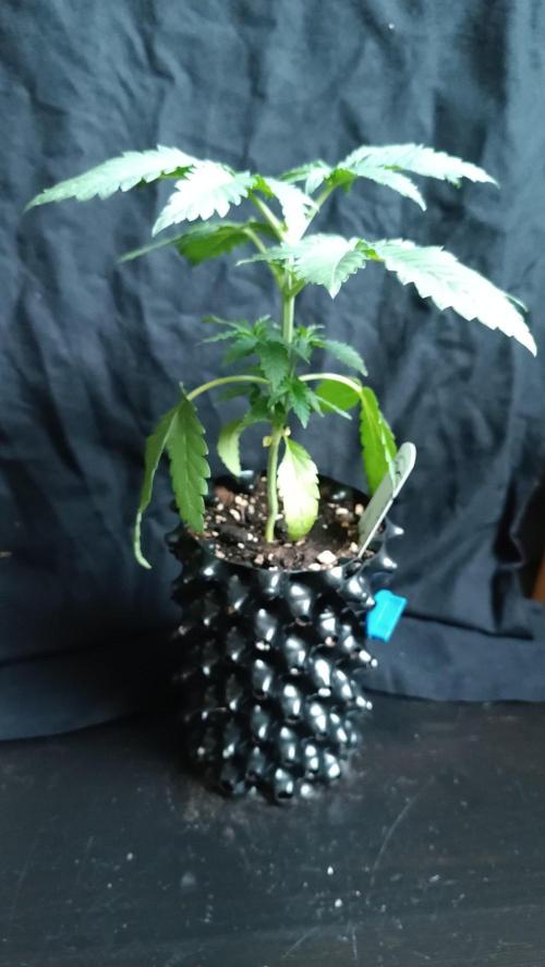 Rocko's Runtz Rumble. Week 3 - Pink Banana runtz day 21 