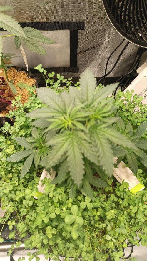 Rocko's Runtz Rumble. Week 4 - PBR Day 28 