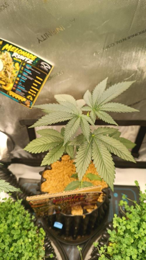 Rocko's Runtz Rumble. Week 4 - BZ Day 28 