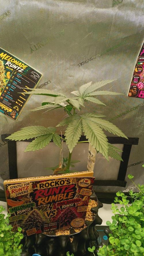 Rocko's Runtz Rumble. Week 4 - BZ Day 28 