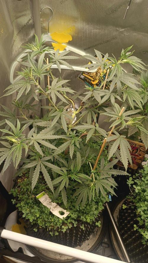 Rocko's Runtz Rumble. Week 5 - MR Day 35 