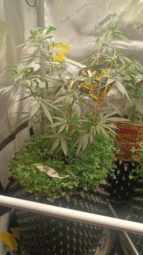 Rocko's Runtz Rumble. Week 5 - MR Day 35 