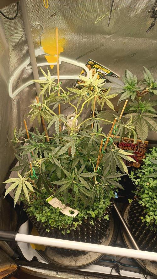 Rocko's Runtz Rumble. Week 5 - MR Day 35 