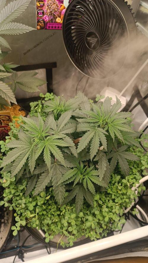 Rocko's Runtz Rumble. Week 5 - PBR Day 35 