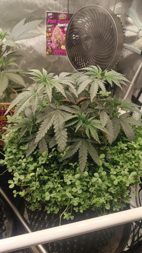 Rocko's Runtz Rumble. Week 5 - PBR Day 35 