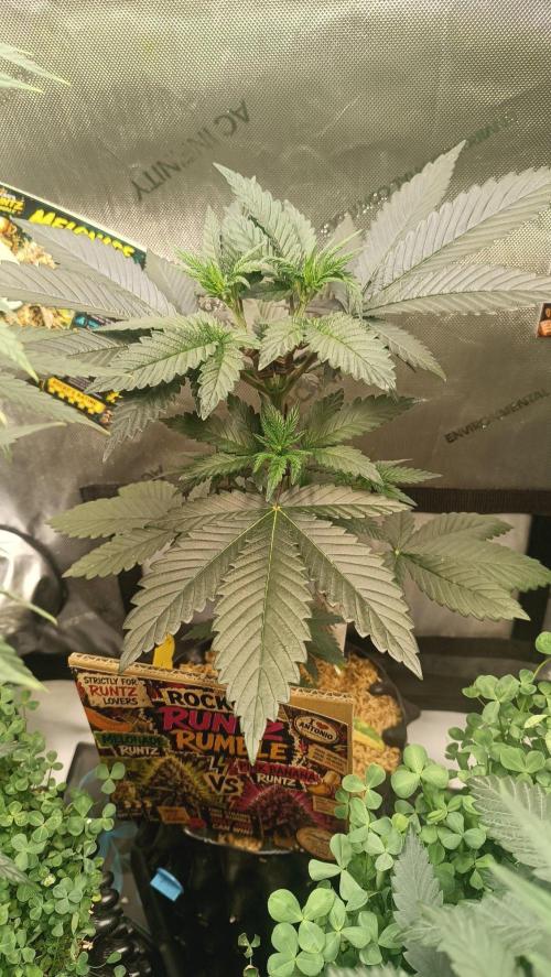 Rocko's Runtz Rumble. Week 5 - BZ Day 35